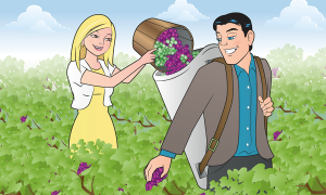 Grape harvesting couple in vineyards